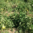 image13